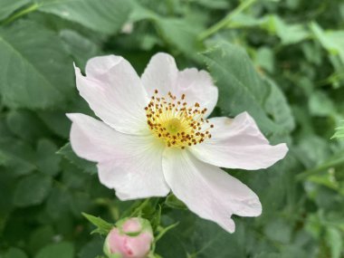 Bahçede yaz çiçekleri açtı.