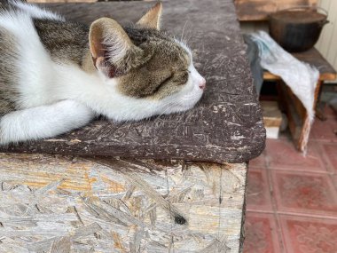 Genç kediler köyde dinleniyor.