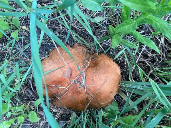 Şehrin dışında dev bir boletus mantarı büyüdü.