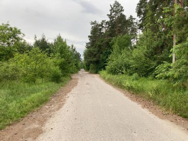 Yağmur sonrası yaz ormanı