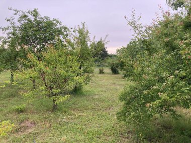 Yağmur sonrası yaz ormanı