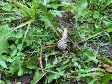 Orman salyangozu sürünür.