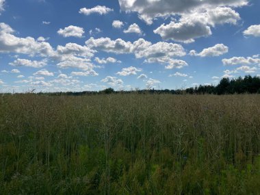 Bulutlarla dolu yaz hasat tarlası