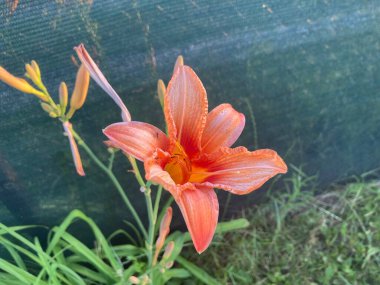 Yaz çiçekleri büyüdü ve bir bahçede çiçek açtı.