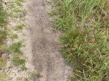 Şiddetli yağmur ve sağanak yağmurdan sonra ormandaki su birikintileri