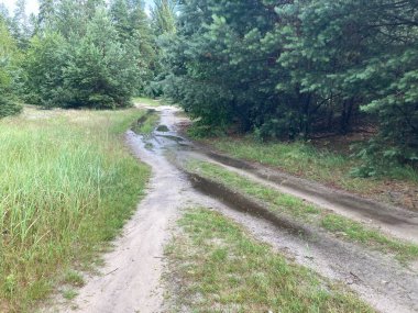 Şiddetli yağmur ve sağanak yağmurdan sonra ormandaki su birikintileri