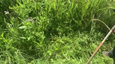 Bahçedeki çimleri elektrikli budayıcıyla biçiyor.