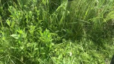 Bahçedeki çimleri elektrikli budayıcıyla biçiyor.