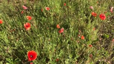 Haşhaş bitkilerinin böcek tozlaşması