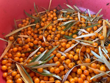 Sarı deniz toplanıyor, dikenli üzümler.