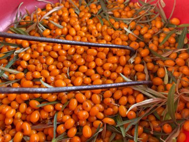 Sarı deniz toplanıyor, dikenli üzümler.