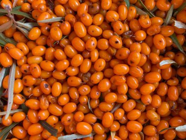 Sarı deniz toplanıyor, dikenli üzümler.