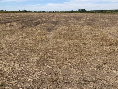 Hasattan sonra bir tarlanın manzarası