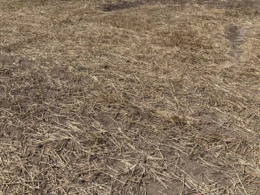 Hasattan sonra bir tarlanın manzarası