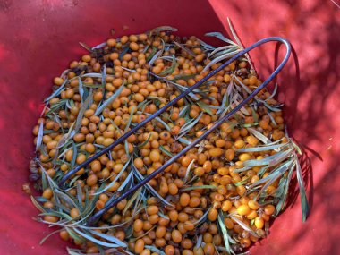 Sarı deniz toplanıyor, dikenli üzümler.