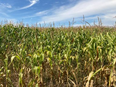 Olgun mısır tarlaları bir tarlada.
