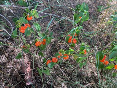 Bitki bitkisinin kırmızı meyveleri.