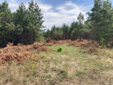 Ormanda çam ve çam ağaçları keserek.