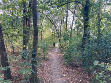 Sonbahar ormanı boyunca bir köyde yol