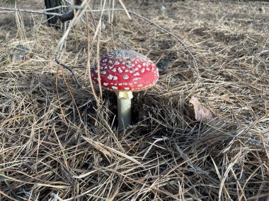 Canlı kırmızı ve beyaz bir sineksi mantar (Amanita muscaria), düşmüş yapraklar ve toprak tonlarıyla çevrili verimli bir sonbahar ormanında bulunur..