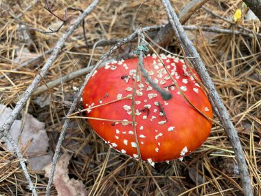 Canlı kırmızı ve beyaz bir sineksi mantar (Amanita muscaria), düşmüş yapraklar ve toprak tonlarıyla çevrili verimli bir sonbahar ormanında bulunur..