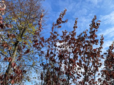 Huzurlu bir bahçe ortamında ağaçların üzerinde canlı bir sonbahar yeşilliği. Yapraklar, altın, kırmızı ve turuncu tonlarında, sıcak ve davetkar bir atmosfer yaratır, düşüşün özünü yakalar..