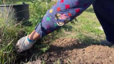 Genç ağaçlar dikiyorum