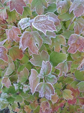 Sabahın erken saatlerinde canlı yapraklarla kaplı buz kristallerinin güzelliğini yakalayan narin bir çalılığın üzerindeki renkli sonbahar yapraklarının yakın çekimi. Bu resim sonbahar ve kış arasındaki zengin renkleri ve karmaşık buz örtüsünü gösterir