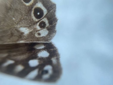 Canlı yeşil bir yaprağın üzerine tünemiş kahverengi kelebek güvesinin huzurlu bir görüntüsü, karmaşık desenlerini ve hassas kanatlarını sergiliyor..