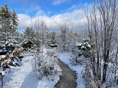 Taze ve el değmemiş karla kaplı sakin bir kış ormanı. Buzla kaplı ağaçlar dik durur, dingin ve büyülü bir atmosfer yaratır..
