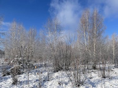 Taze ve el değmemiş karla kaplı sakin bir kış ormanı. Buzla kaplı ağaçlar dik durur, dingin ve büyülü bir atmosfer yaratır..