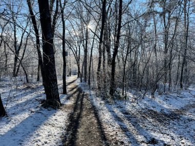 Taze ve el değmemiş karla kaplı sakin bir kış ormanı. Buzla kaplı ağaçlar dik durur, dingin ve büyülü bir atmosfer yaratır..