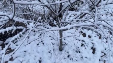 Soğuk bir kış sahnesinde karla kaplı ağaçlar ve bitkiler