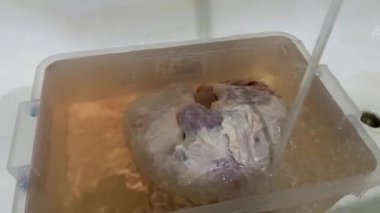 Bir hindistan cevizi leşi banyoda yıkanır.