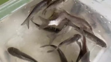 Balık tutmak için küçük balık kabın içinde yüzer.