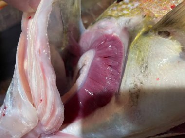 Taze zander balıklarının fileto ve hazırlıklarını gösteren yüksek kaliteli resimlerden oluşan bir koleksiyon.