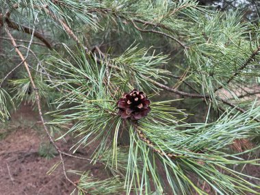 Çam ağaçlarındaki çam kozalaklarının yer aldığı yüksek kaliteli görüntüler koleksiyonu..