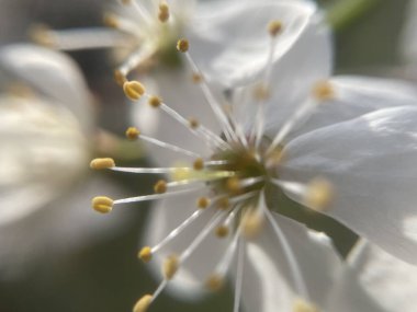Huzurlu bir bahçede meyve ağaçlarının dallarında açan güzel bahar çiçekleri..