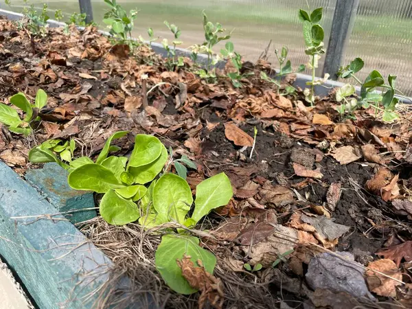 Sera koşulları altında büyüyen sağlıklı bahar yeşillikleri..