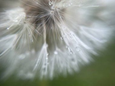Yeni yağan yağmurdan sonra canlı yeşil bitki yapraklarının üzerine yağmur damlaları dökülür. Doğal doku, nem ve yemyeşil yapraklar sakin bir atmosfer yaratır..