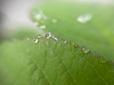 Yeni yağan yağmurdan sonra canlı yeşil bitki yapraklarının üzerine yağmur damlaları dökülür. Doğal doku, nem ve yemyeşil yapraklar sakin bir atmosfer yaratır..