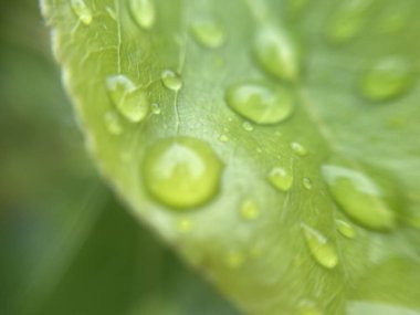 Yeni yağan yağmurdan sonra canlı yeşil bitki yapraklarının üzerine yağmur damlaları dökülür. Doğal doku, nem ve yemyeşil yapraklar sakin bir atmosfer yaratır..