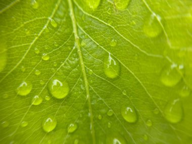 Yeni yağan yağmurdan sonra canlı yeşil bitki yapraklarının üzerine yağmur damlaları dökülür. Doğal doku, nem ve yemyeşil yapraklar sakin bir atmosfer yaratır..
