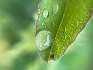 Yeni yağan yağmurdan sonra canlı yeşil bitki yapraklarının üzerine yağmur damlaları dökülür. Doğal doku, nem ve yemyeşil yapraklar sakin bir atmosfer yaratır..