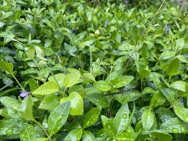 Yeni yağan yağmurdan sonra canlı yeşil bitki yapraklarının üzerine yağmur damlaları dökülür. Doğal doku, nem ve yemyeşil yapraklar sakin bir atmosfer yaratır..