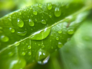 Yeni yağan yağmurdan sonra canlı yeşil bitki yapraklarının üzerine yağmur damlaları dökülür. Doğal doku, nem ve yemyeşil yapraklar sakin bir atmosfer yaratır..