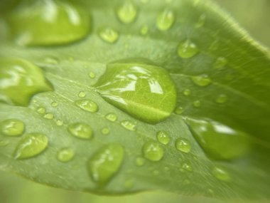 Yeni yağan yağmurdan sonra canlı yeşil bitki yapraklarının üzerine yağmur damlaları dökülür. Doğal doku, nem ve yemyeşil yapraklar sakin bir atmosfer yaratır..