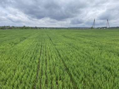 Geniş yeşil çimen alanı, açık mavi gökyüzünün altında uzanıyor..