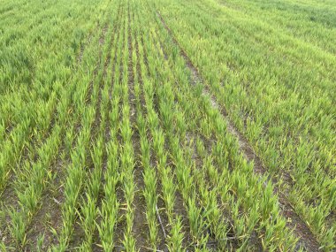 Geniş yeşil çimen alanı, açık mavi gökyüzünün altında uzanıyor..