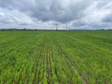 Geniş yeşil çimen alanı, açık mavi gökyüzünün altında uzanıyor..